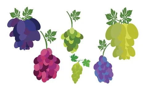 Graps Vector Collection Stock Illustration