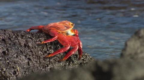 A Grapsus Grapsus crab sitting on a rock near the sea. Stock Footage 39482086