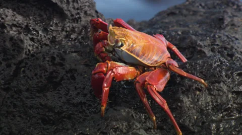 A Grapsus Grapsus crab walking over rocks near the sea. Stock Footage 39482077