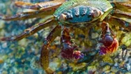 Grapsus Tenuicrustatus. Crab Feeds On The Surface Of The Stone Close Up Stock Footage
