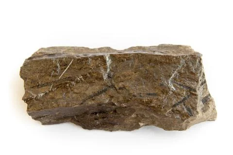 Graptolite - monograptus Stock Photos