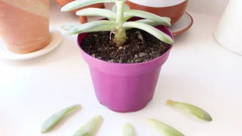 Graptosedum Darley Sunshine Stock Footage 285949770