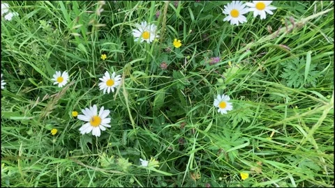 Gras and wild flowers slow aerial move over the meadow environmental backgro Stock Footage 331438147