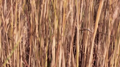 Gras and wind flow Vidéo 7748123