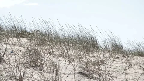 Gras blowing in the wind Video stock 146943206