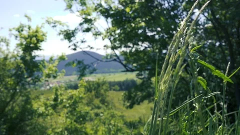 Gras is blowing in the wind with nature in background Stock Footage 112777434