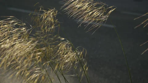 Gras blowing in the wind in a park along a road Video stock 258413057
