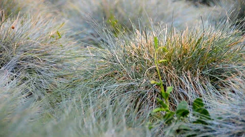 Gras DOF close-up Stock Footage 25941225