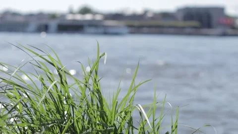 Gras in front of the river Rhein on a summer day Stock Footage 142160204