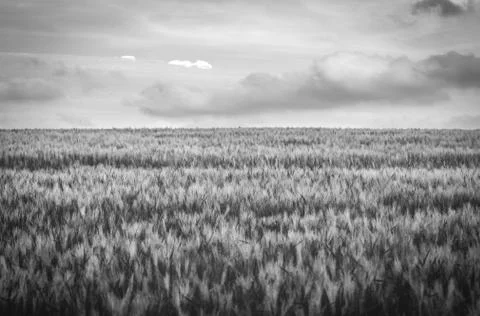 Gras landscape with clouds in black and white Stock Photos