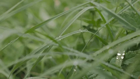 Gras leaves Stock Footage 122197281