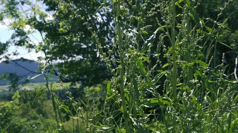 Gras movement in nature with view Stock Footage 112777463