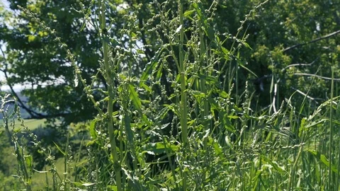 Gras movement with tree in background an view Stock Footage 112777449