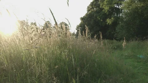 Gras moving in the wind Stock Footage 65376578