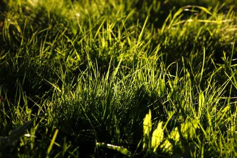 Gras Stock Photos