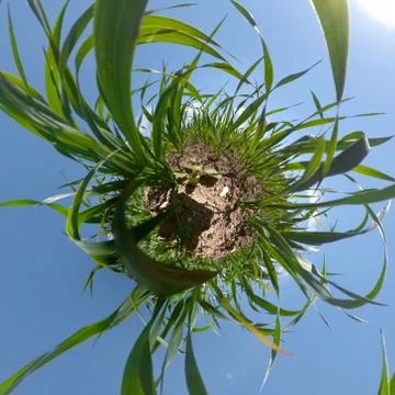 Gras Planet Fotos Stock