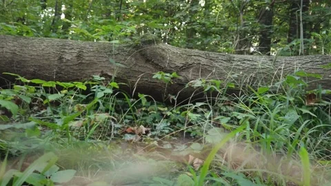 Gras tree wood 4k Video stock 157465665