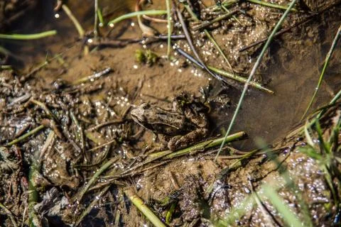 Grasfrosch in Tmpel Stock Photos