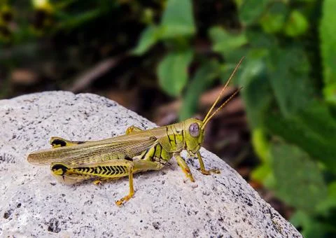 Grashopper on White Stone Stock Photos