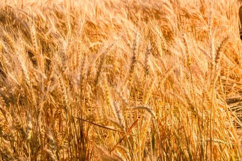 Grasin field Stock Photos