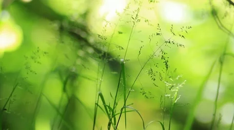 Grass 01 Stock Footage 5163761