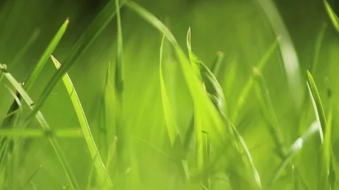 Grass 01 Stock Footage 107878707