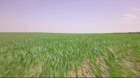 Grass 01 Video stock 129734206