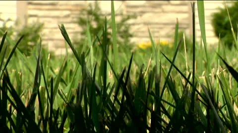 Grass 01-pond 5 720 Stock Footage 24238709
