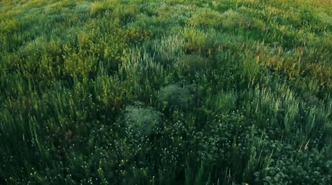 Grass 01.mp4 Video stock 8977219