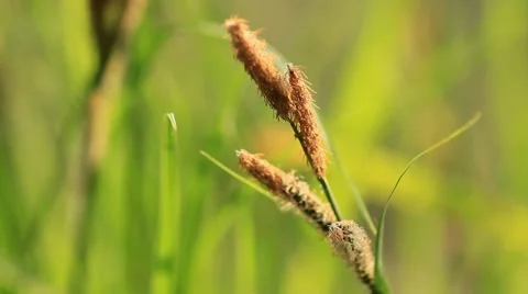 Grass 02 Stock Footage 5136505