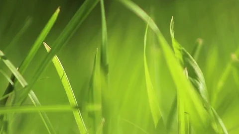 Grass 02 Stock Footage 107878751