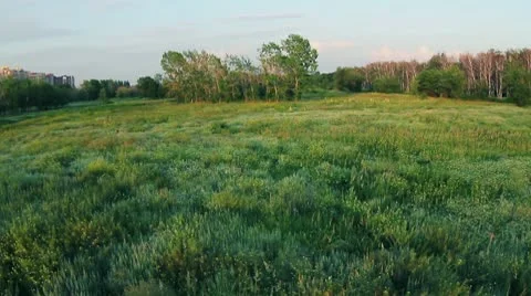 Grass 02.mp4 Video stock 8977232