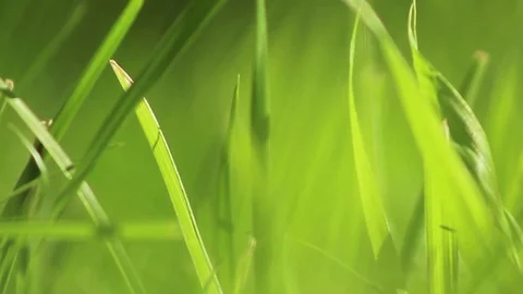 Grass 03 Stock Footage 107878733