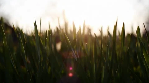 Grass-1 Stock-Footage 4884060
