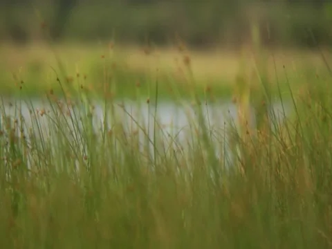 Grass 1 Stock Footage 8693342