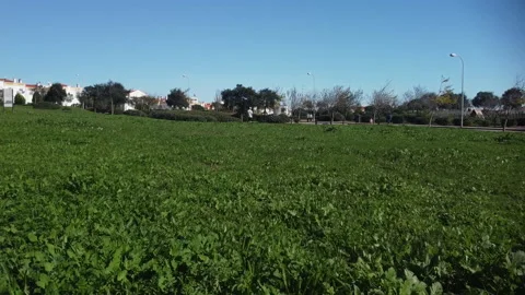 GRASS 1 Stock Footage 147941509