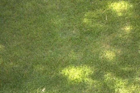 Grass 1 Stockfoto's