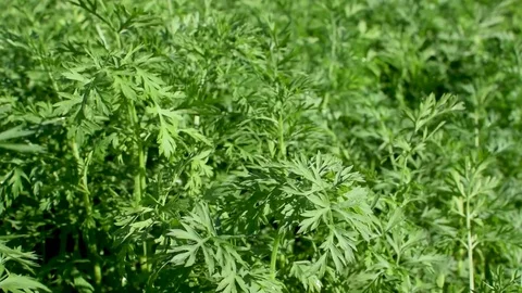 Grass 10 Video stock 78087387