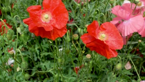 Grass 11 Video stock 78087482