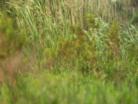 Grass 2 Stock Footage 8694009