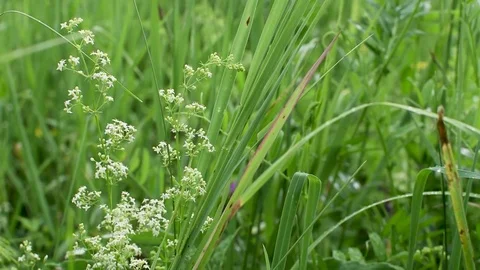 Grass 2 Stock Footage 78085544