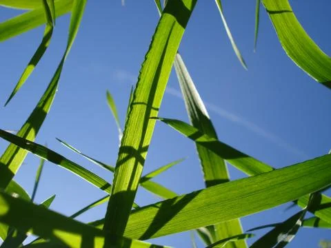 In the grass 2 Stock Photos