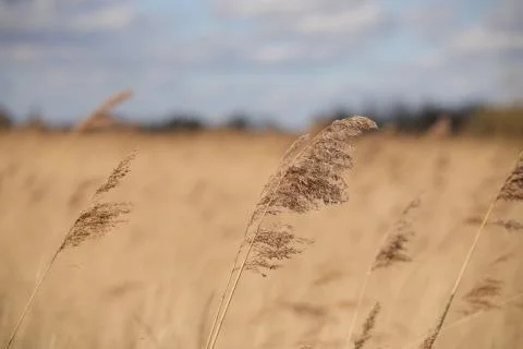 Grass-2752 Stock Photos