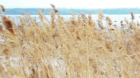 Grass 3 Stock Footage 10809938