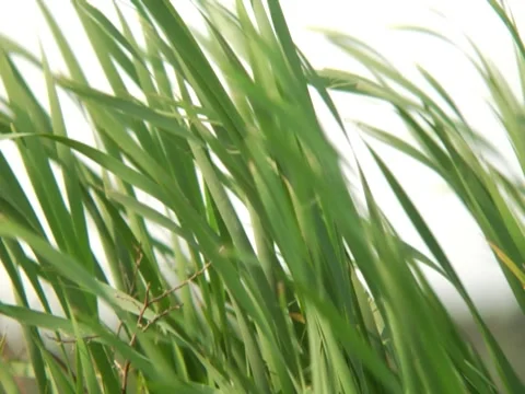 Grass 4 Stock Footage 8692684