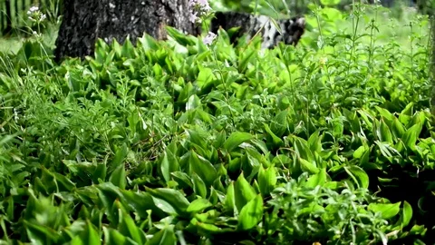 Grass 4 Stock Footage 78086167