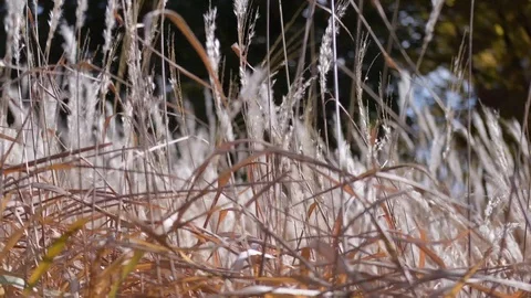Grass 4 Stock Footage 124673192