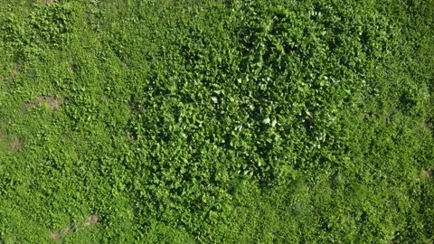 GRASS 4 Stock Footage 147941489