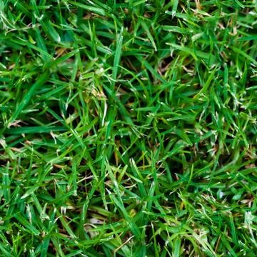 Grass 4 Stock Photos