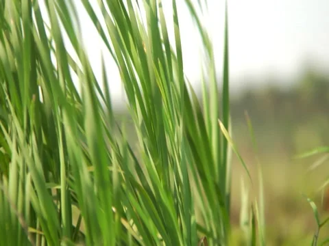 Grass 5 Stock Footage 8693840